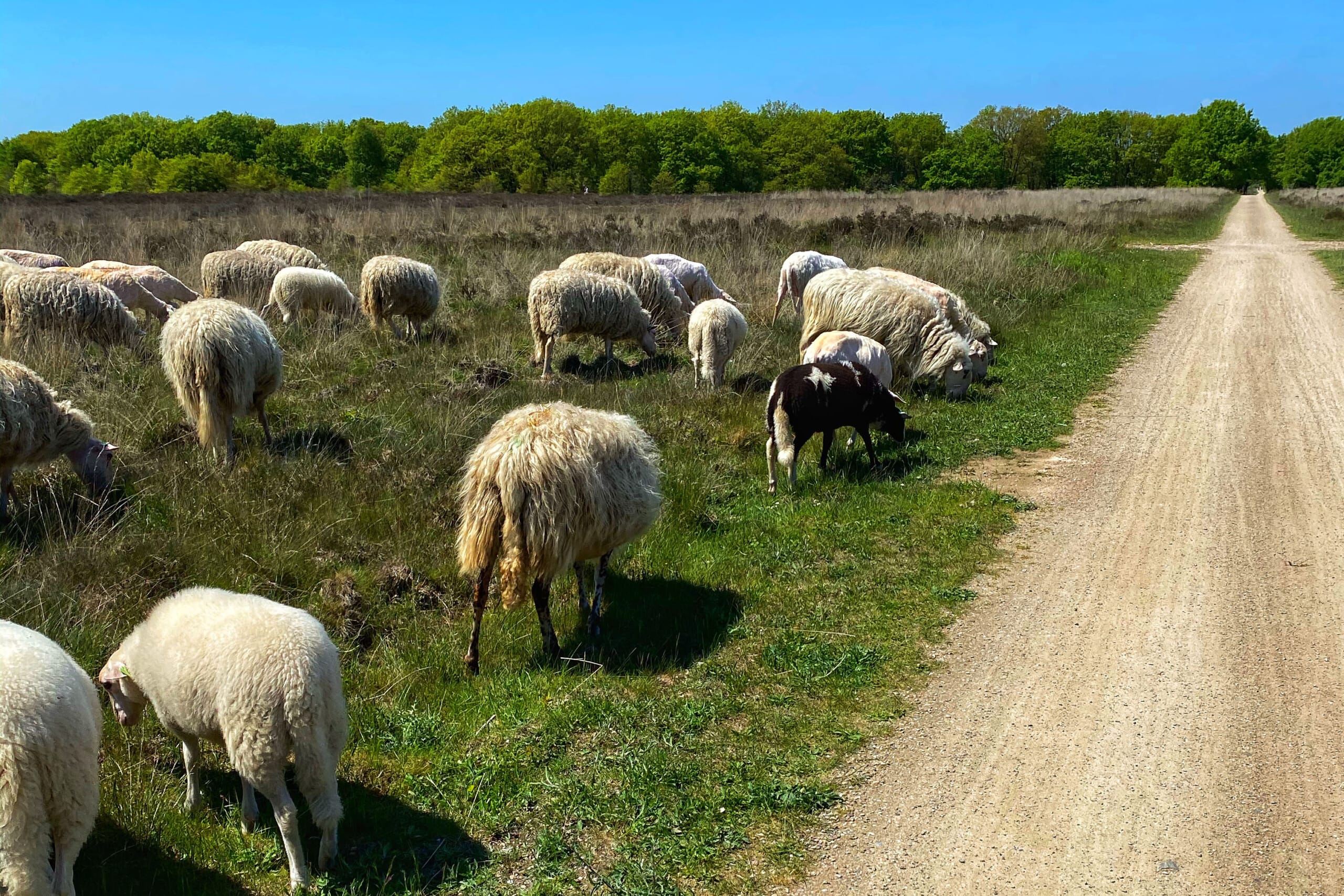 Zwarte Schaap | Bravery at work